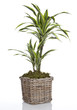 Photo: Dracaena Lemon Lime Dracaena Lemon Lime