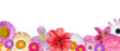 Various Pink, Red, White Flowers at Bottom Row Isolated on White