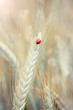 Ladybug on a spike