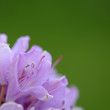 rhododendron 27