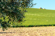 Albero di olive in fiore