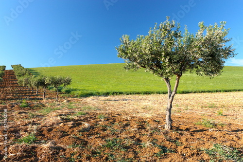Photo: Albero di olive in fiore#2 Albero di olive in fiore#2