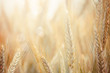 Wheat