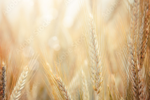 Foto: Wheat Wheat