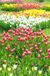 Foto: Flowers tulips in the garden Flowers tulips in the garden