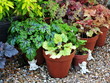 pretty heucheras