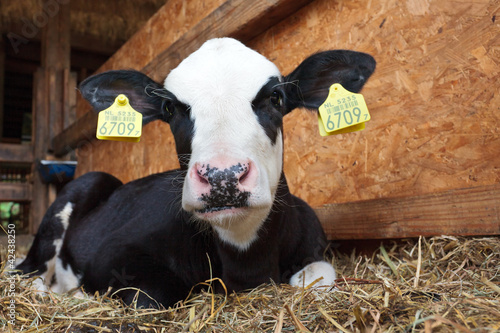 Photo: Young black and white calf in stable Young black and white calf in stable