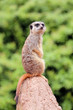 Foto: Erdmännchen Erdmännchen