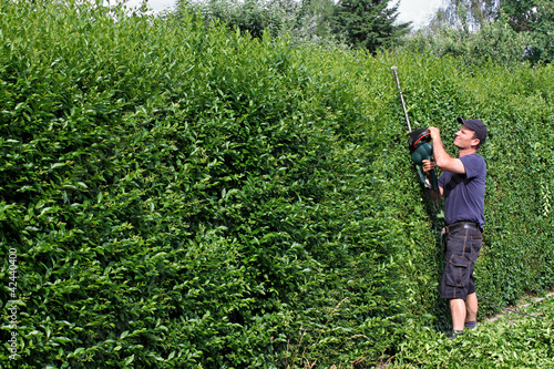 Photo: Schneiden von Ligusterhecke Schneiden von Ligusterhecke
