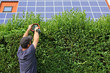 Foto: Gartenarbeit, Hecke schneiden, Solar Gartenarbeit, Hecke schneiden, Solar