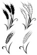 Wheat and rye