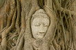 The head of the sandstone buddha image in roots of bodhi tree