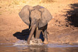 baby elephant