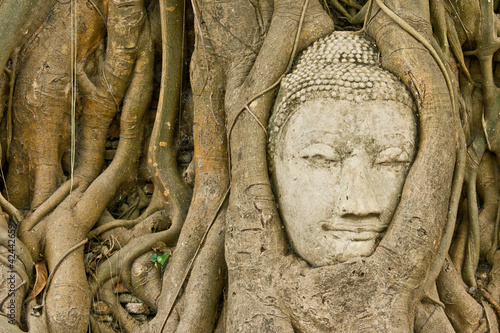 Photo: The head of the sandstone buddha image in roots of bodhi tree The head of the sandstone buddha image in roots of bodhi tree