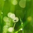 Morning grass