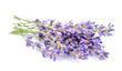 lavender flowers