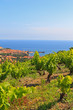 Vigne de Collioure