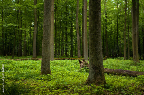 Photo: Oak forest Oak forest