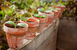 Squash seedlings