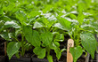 Pepper seedlings