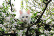 Kitten in blühendem Apfelbaum