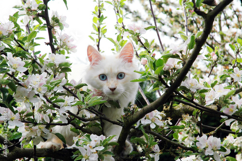 Foto : Kitten in blühendem Apfelbaum Kitten in blühendem Apfelbaum