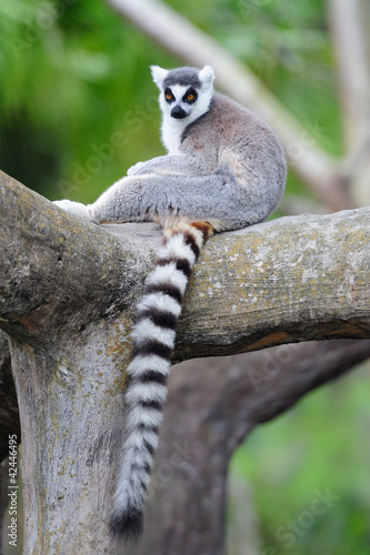 Foto: Lemur Lemur