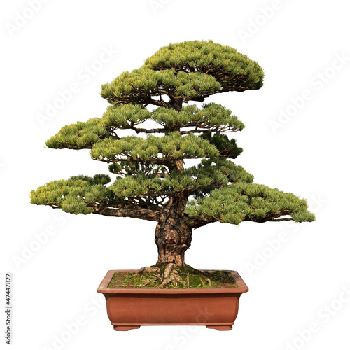 Foto: green bonsai tree of pine green bonsai tree of pine