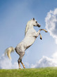 arabian stallion rears