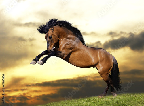 Photo: wild stallion wild stallion