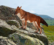 Dhole on rock in windness