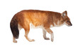 Dhole. Isolated over white