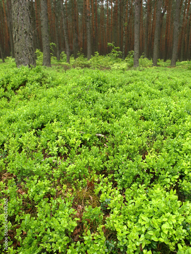 Photo: Blueberries in forest Blueberries in forest