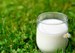 verre de lait dans l'herbe verte