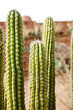 Prickly Pear cactus