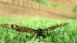 Video: Monarch Butterfly on Green Grass (Close-up) Monarch Butterfly on Green Grass (Close-up)