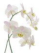 orchids