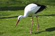 Storch