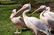 Pelikan