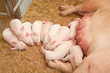 Foto: Young pigs Young pigs