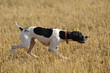 hunting quail in a  wheat field