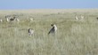 Cheetahs hunt start