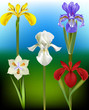Iris Flower Vector Illustrations
