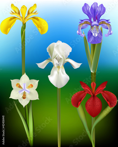 Vector: Iris Flower Vector Illustrations Iris Flower Vector Illustrations