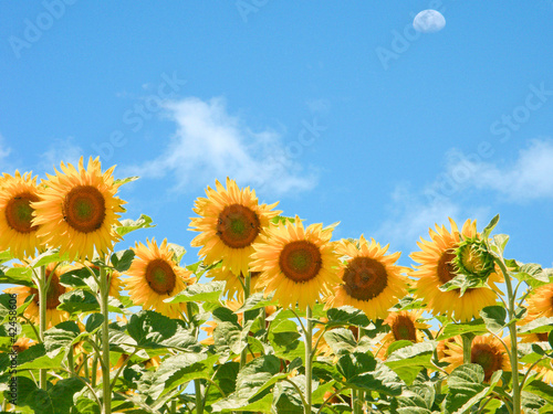 Photo: champ de tournesols champ de tournesols