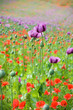 a field with lilac and red poppies