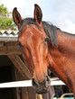 Foto: Braunes Pferd Braunes Pferd