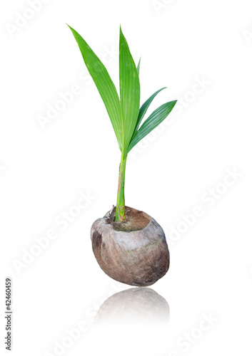 Photo: Coconut Coconut