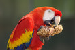 Ara macao ou ara rouge (scarlet macaw)