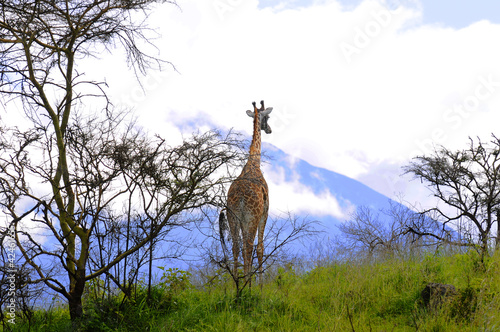 Foto: Giraffe vor Mount Meru Giraffe vor Mount Meru